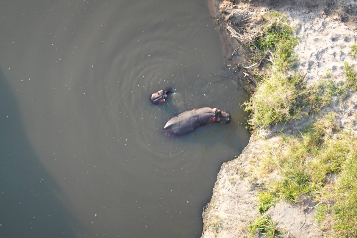 Sky Hippos